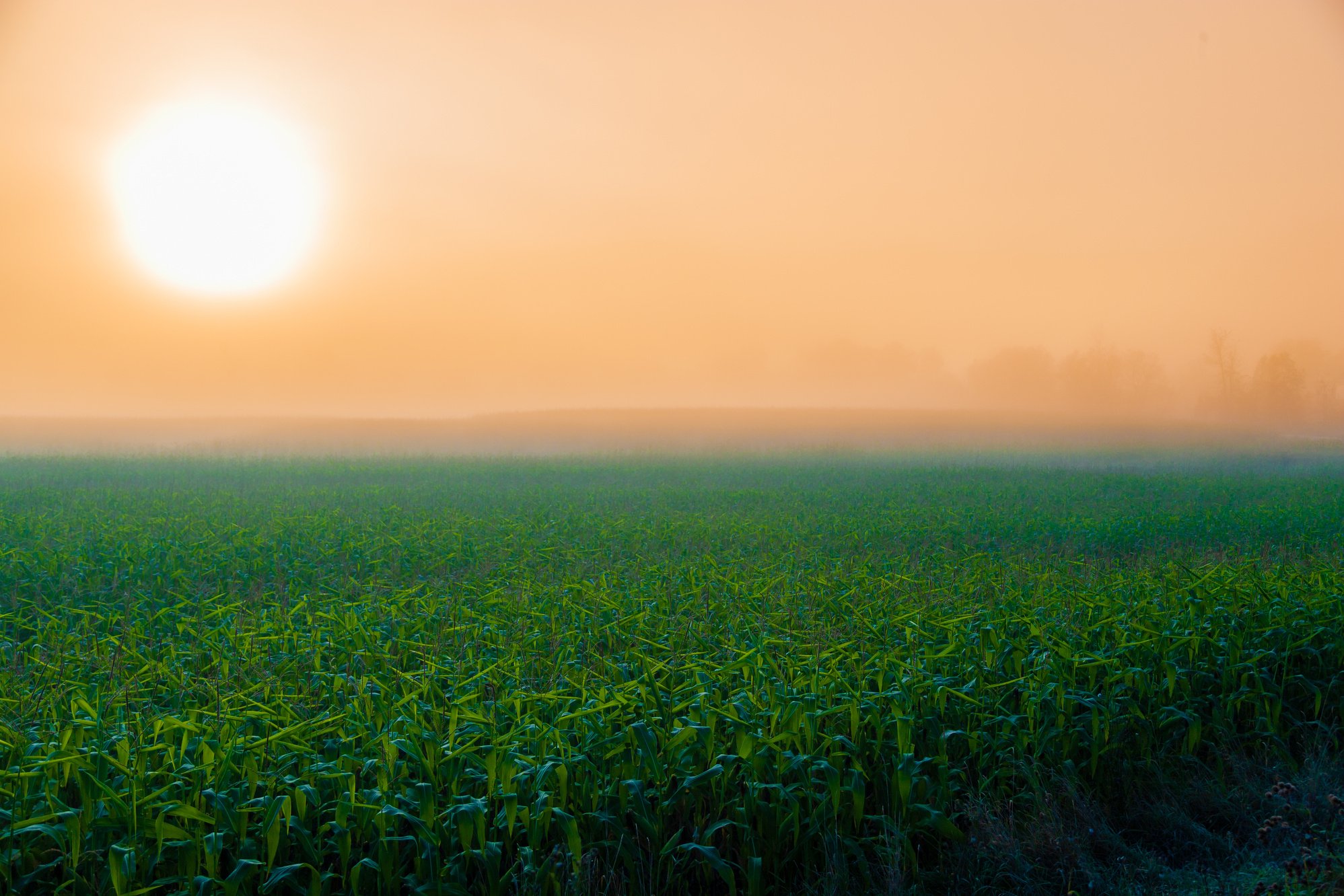 Sunrise over cornfield