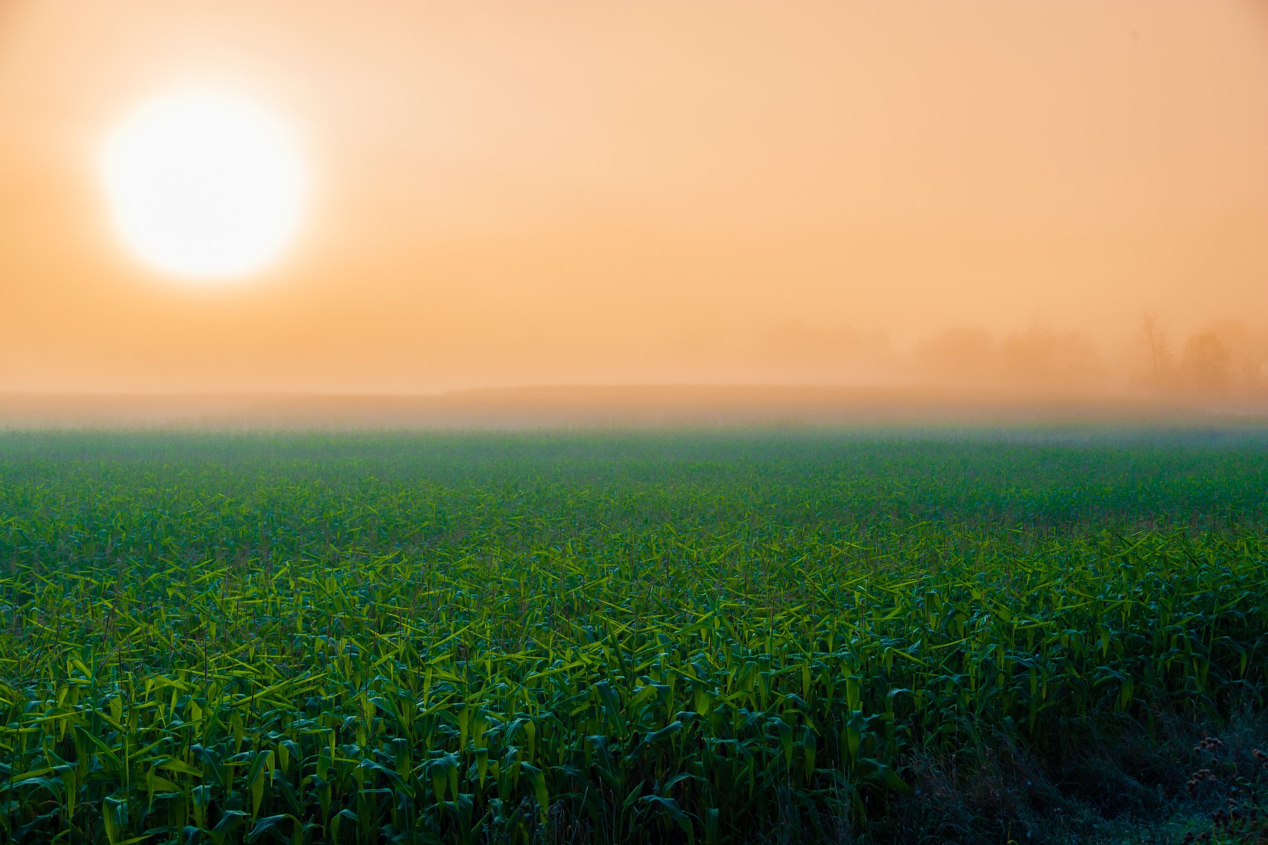 Sunrise over cornfield